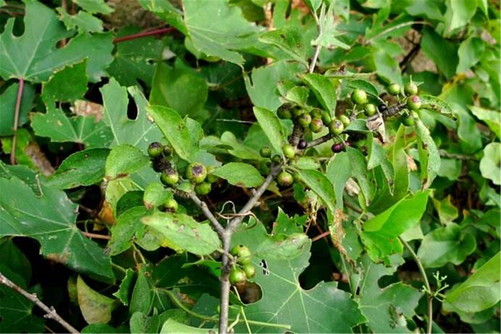 为 a target="_blank" href="/item/鼠李科/8627545" data-lemmaid=