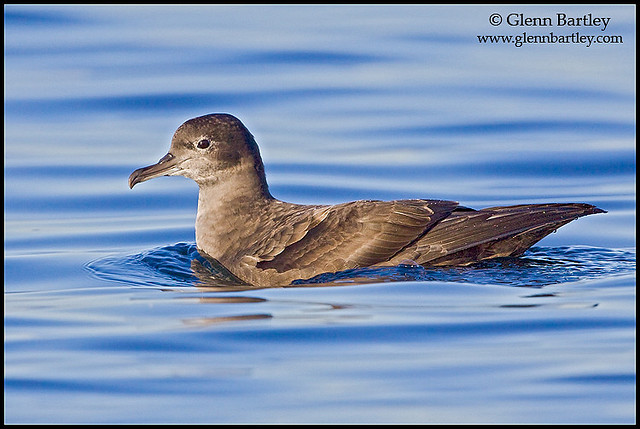 sooty shearwater