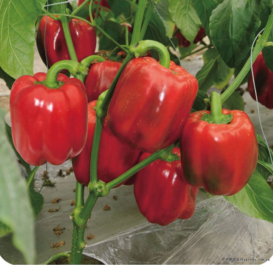 红甜椒