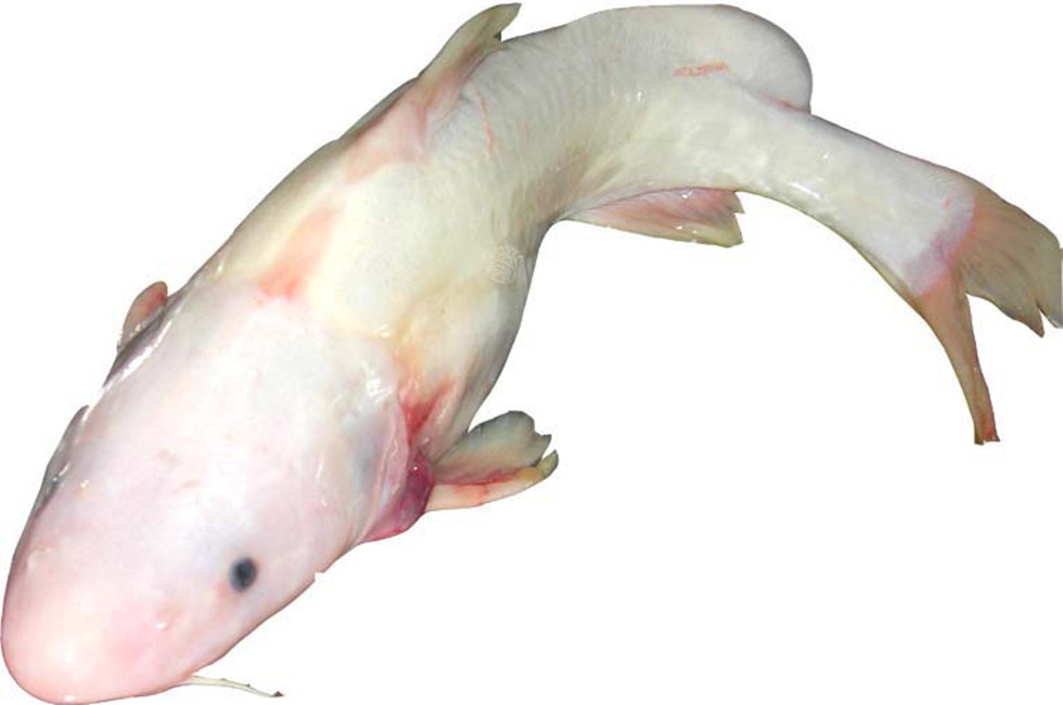 ="/item/江团/5239761" data-lemmaid="5239761">江团 /a>","白吉"