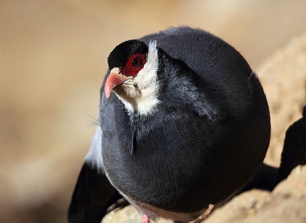  p>藏马鸡(学名: i>crossoptilon harmani /i>)也叫 a target="_blank