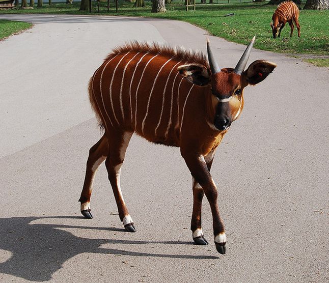 i>)是体型最大的林栖性 a target="_blank" href="/item/羚羊/19414"