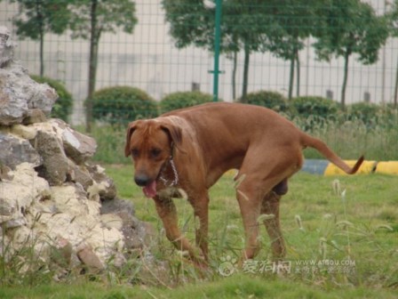 非洲猎狮犬_百度百科