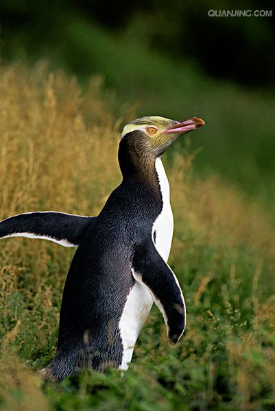  p>黄眼企鹅(学名: i>megadyptes antipodes /i>):属鸟纲,企鹅科,黄眼