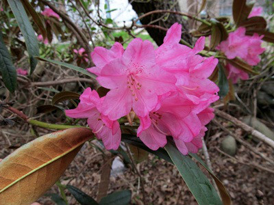  p>棕背杜鹃(学名: i>rhododendron alutaceum /i> balf. f. et w. w.