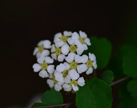 三裂绣线菊