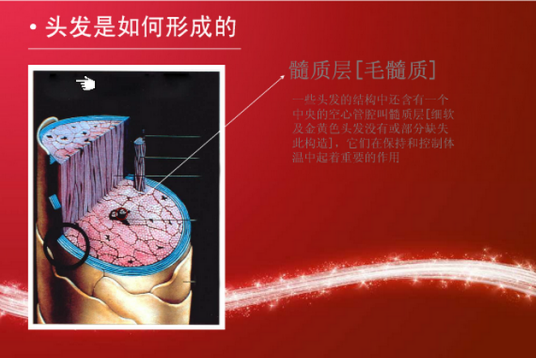 毛发生理学_百度百科