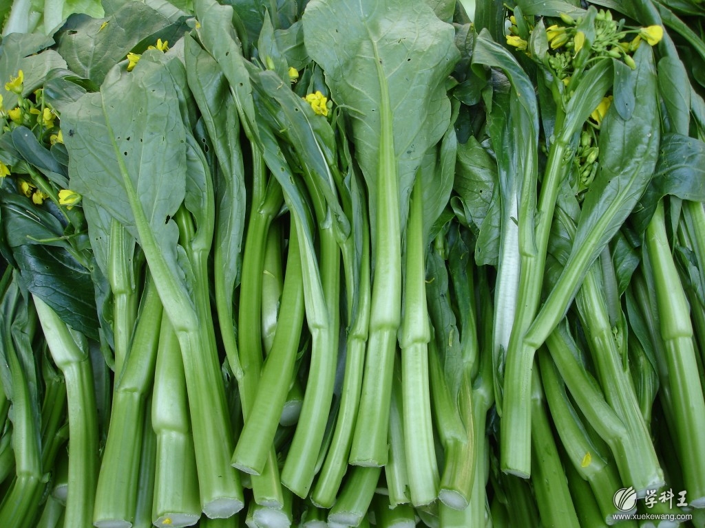  p>芸薹属(brassica)是一个十字花科下的属.