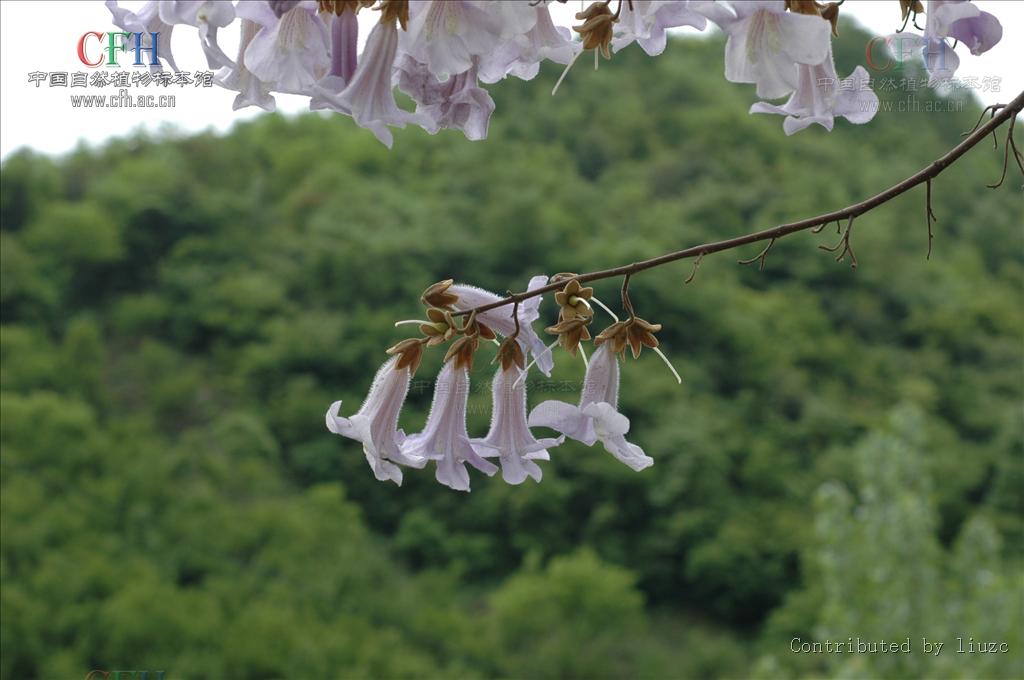 泡桐果 白花泡桐果