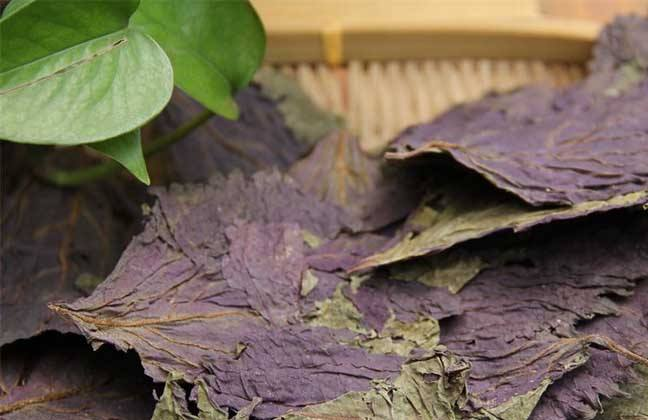 紫苏叶 在生活中的功效与作用有那些 百科ta说