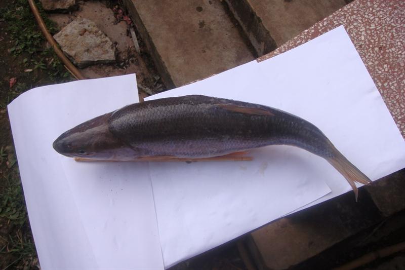  p>云南鲤,学名: i>cyprinus yunnanensis  /i>(t. l.