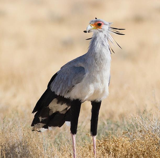  p>蛇鹫[shé, jiù],学名: i>sagittarius serpentarius  /i>(j. f.