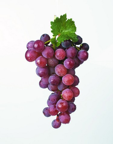  p>北紫是中国科学院植物研究所通过董氏葡萄×玫瑰香杂交而育成的