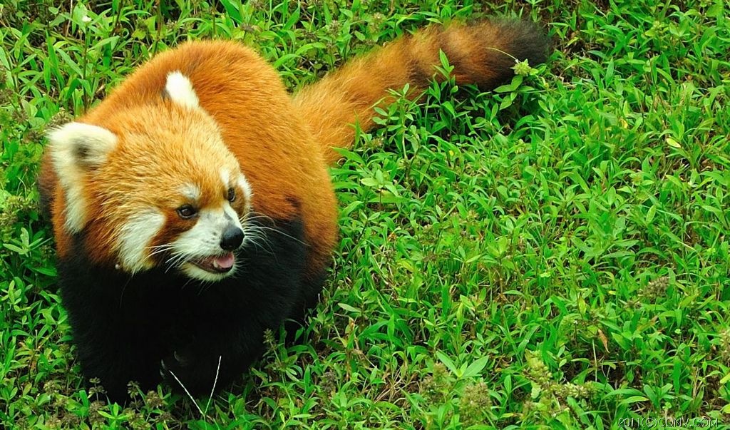  p>重庆动物园(chongqing zoo),原名西区公园,位于重庆市 a target="