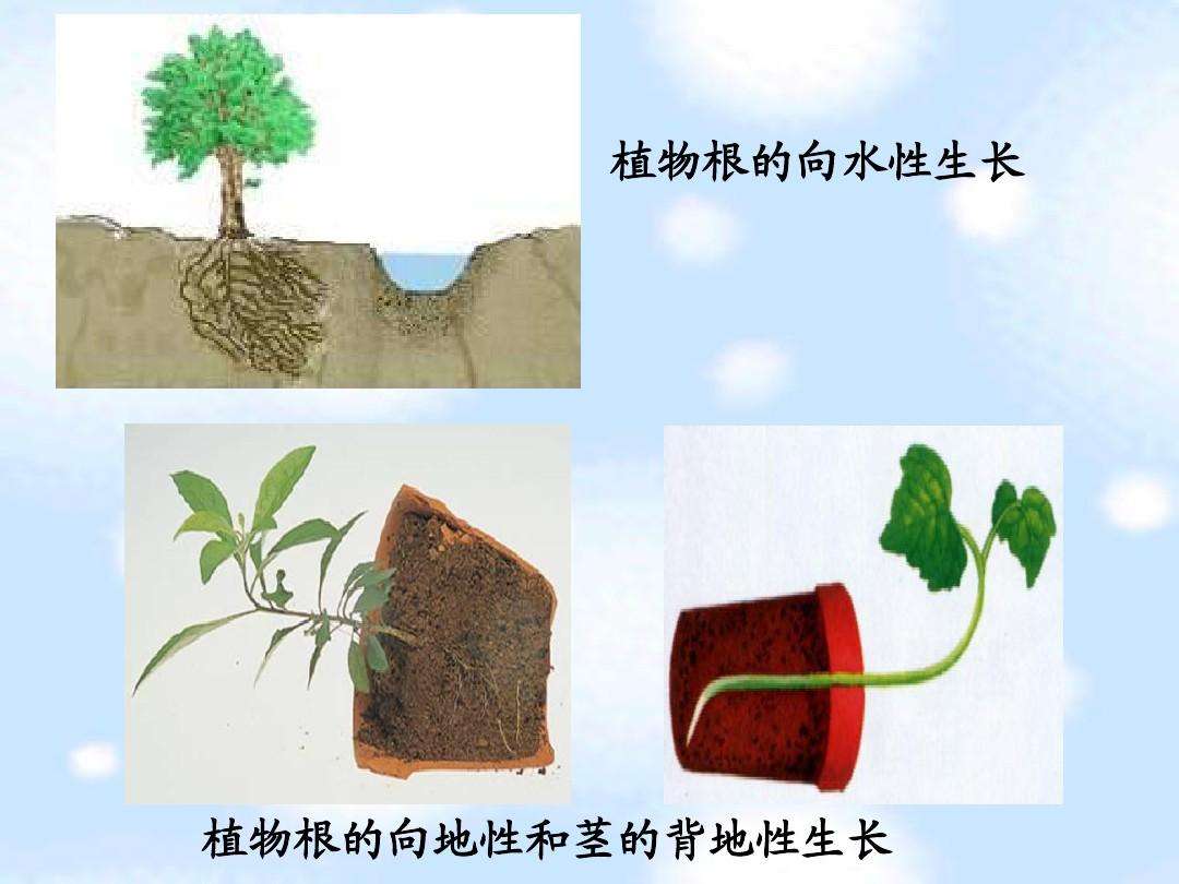  p>背地性,又称负 a target="_blank" href="/item/向地性/7478339"