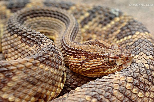  p>南美响尾蛇(crotalus durissus)是一种分布在南美洲的响尾蛇.