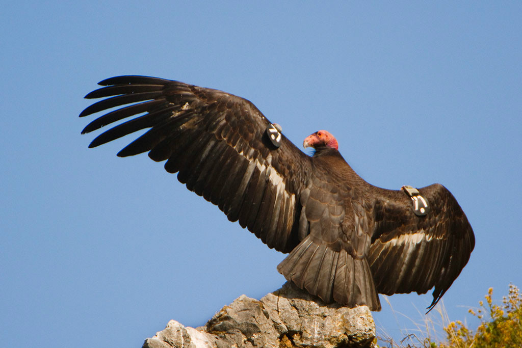  p>加利福尼亚秃鹫(gymnogyps caliornianus)羽毛接近黑色,翅膀上有