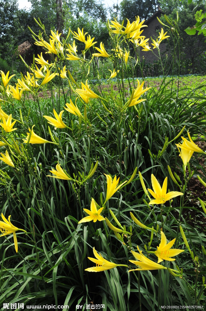  p>黄花菜(学名: i>hemerocallis citrina /i> baroni;英文名:daylily