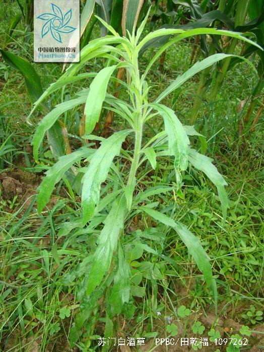 苏门白酒草