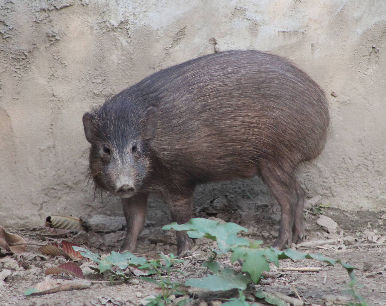  p>侏儒猪属(学名: i>porcula /i>):是哺乳纲,猪科的一个属,仅有一种