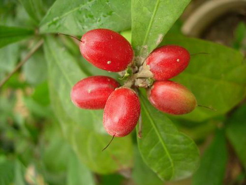 daniell)是山揽科神秘果属植物,多年生常绿灌木,树高3-4.