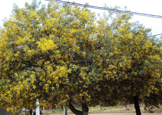  p>银荆(学名: i>acacia dealbata  /i>link),被子植物豆科 a href="