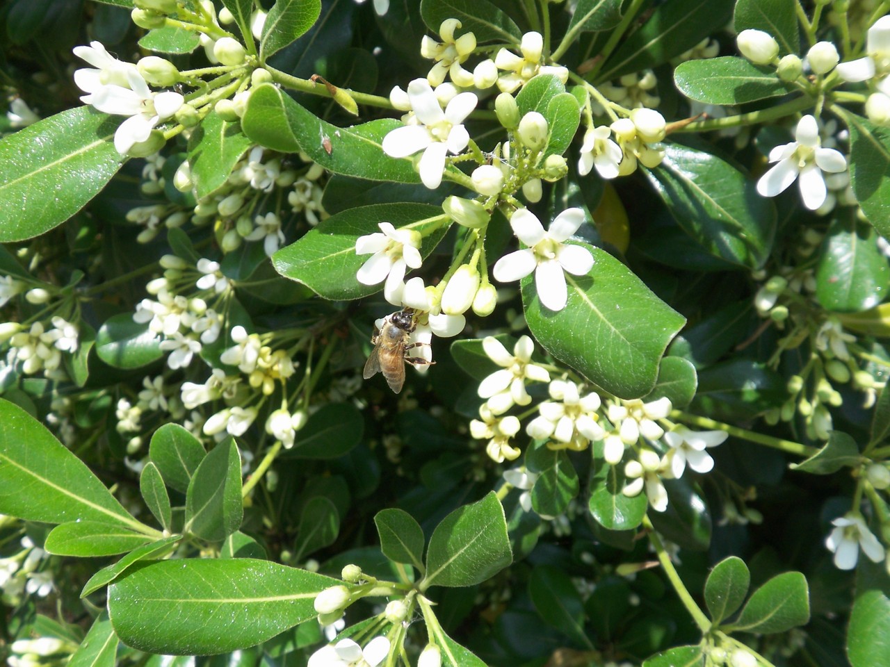  p>昆明海桐,为 a target="_blank" href="/item/海桐花属/2993688"