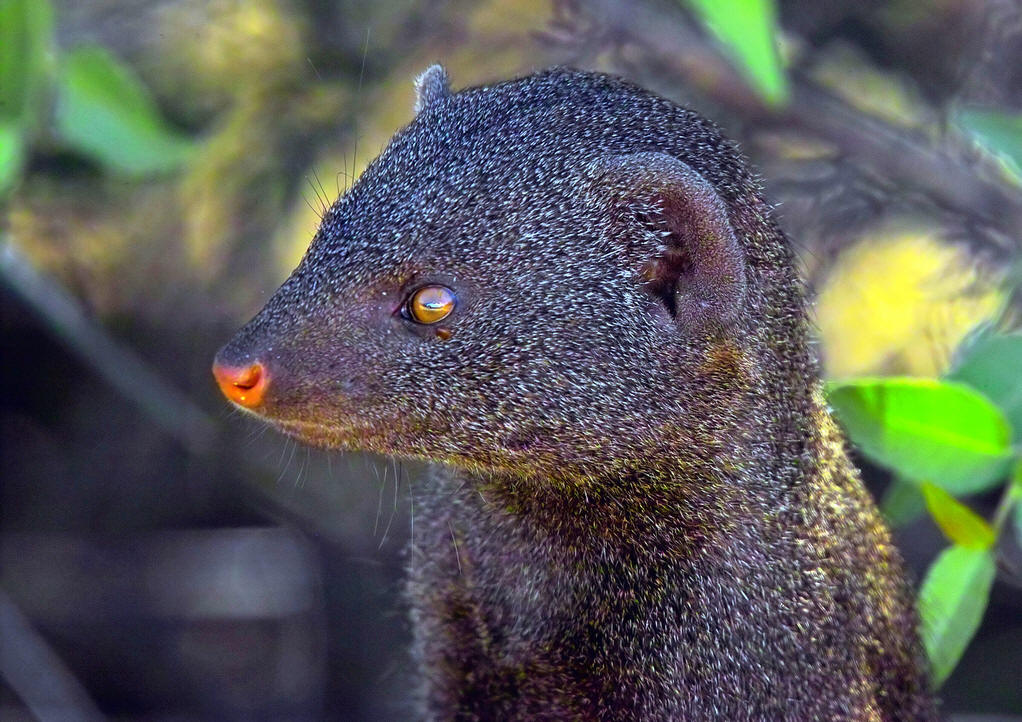  p data-id="go09mnd90x">獴(herpestes;mongooses)獴科动物的通称,是