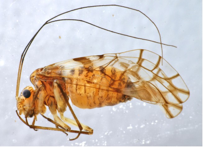 ="/item/昆虫纲/1622302" data-lemmaid="1622302">昆虫纲 /a>,啮虫科