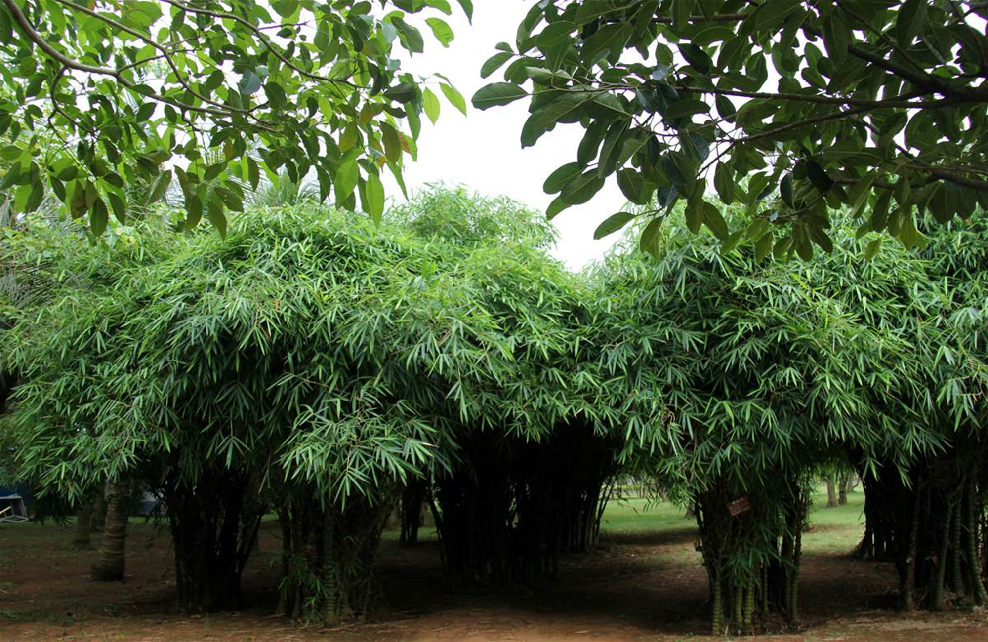 为 a href="#" data-lemmaid="2458872">禾本科 /a>丛生型竹类植物