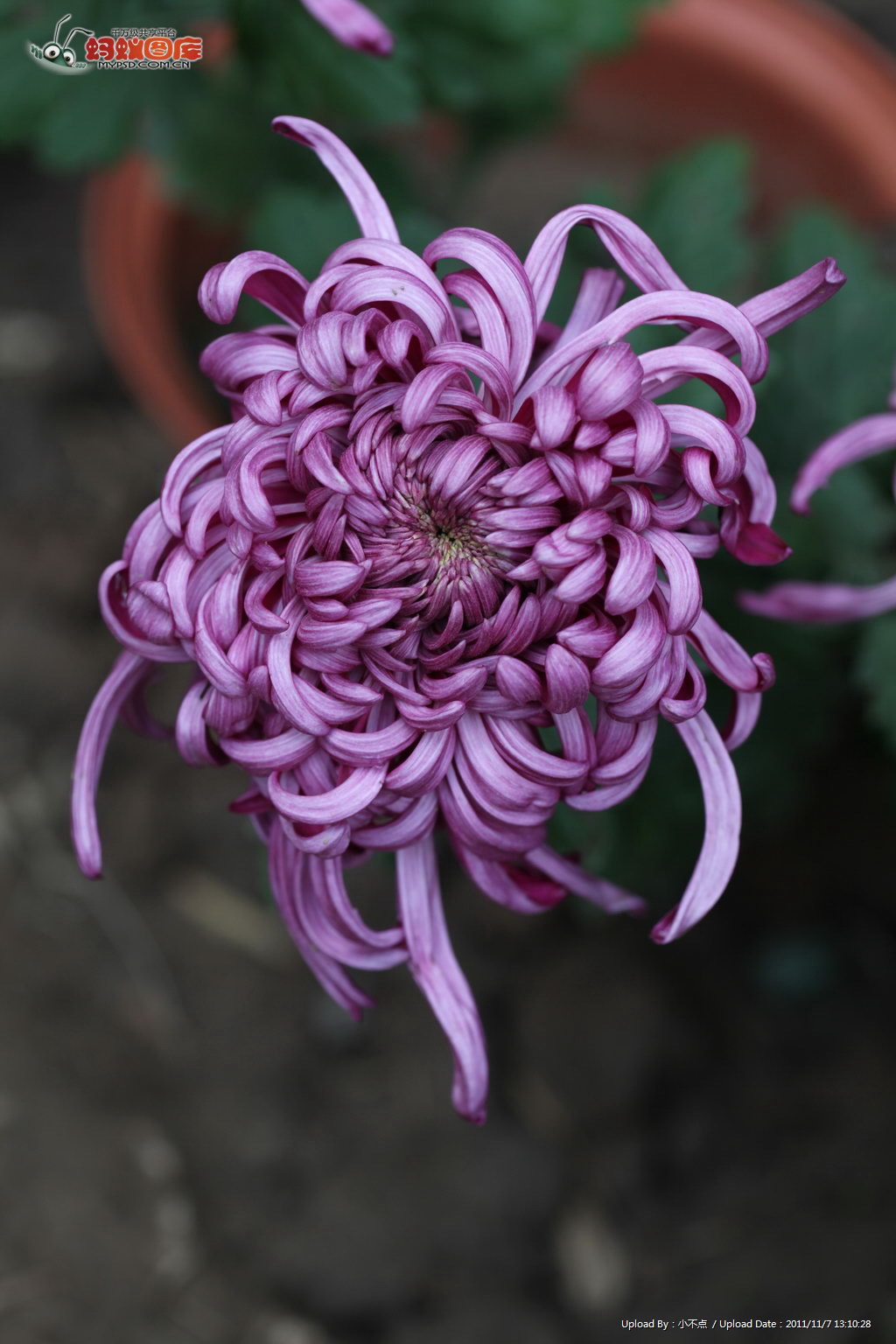  p data-id="tzaixdfey49y">紫菊( i>notoseri