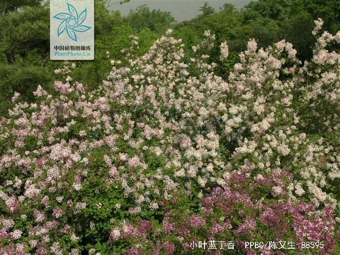  p>小叶蓝丁香为 a href="#" data-lemmaid="2856376">丁香属 /a> 长