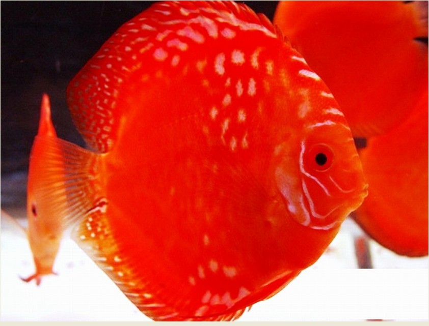  p>野生棕七彩的变异种"伊撒红","阿莲卡"的捕获,使"红"基底体色成功