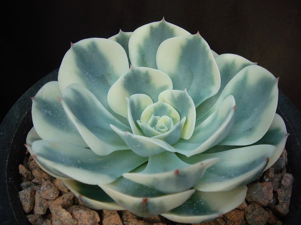  p>石莲花属(echeveria dc.