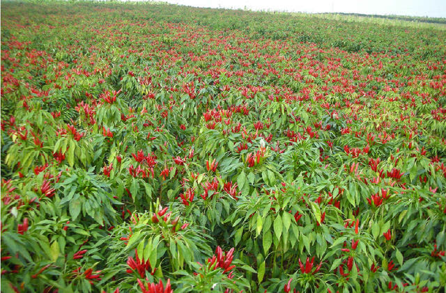 绥阳子弹头辣椒