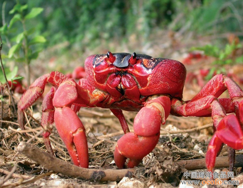 十足目 /a>(decapoda), a target="_blank" href="/item/地蟹科/23039