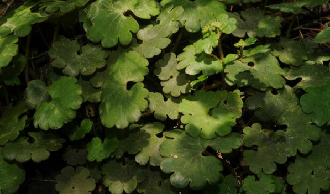  p>肾叶金腰(学名:chrysosplenium griffithii hook. f.