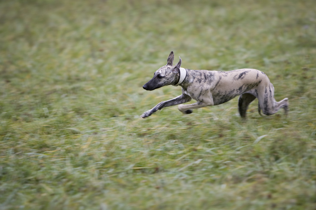 和蔼.也称小灵犬 /p>