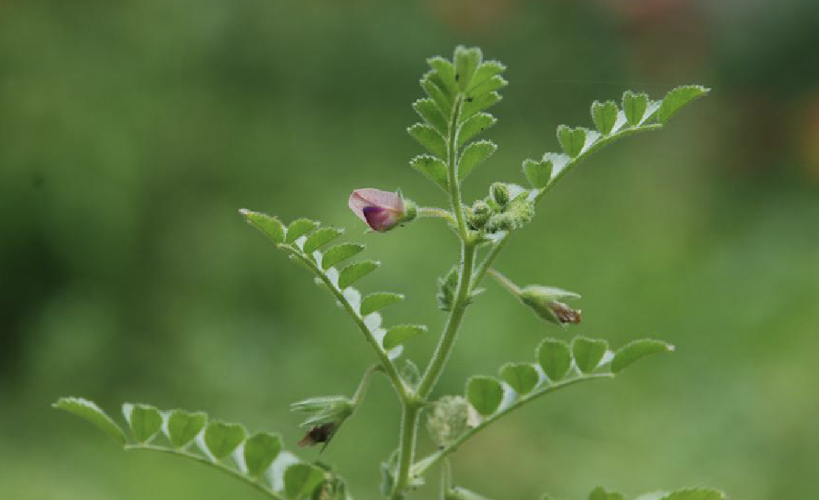 是豆科鹰嘴豆属植物.