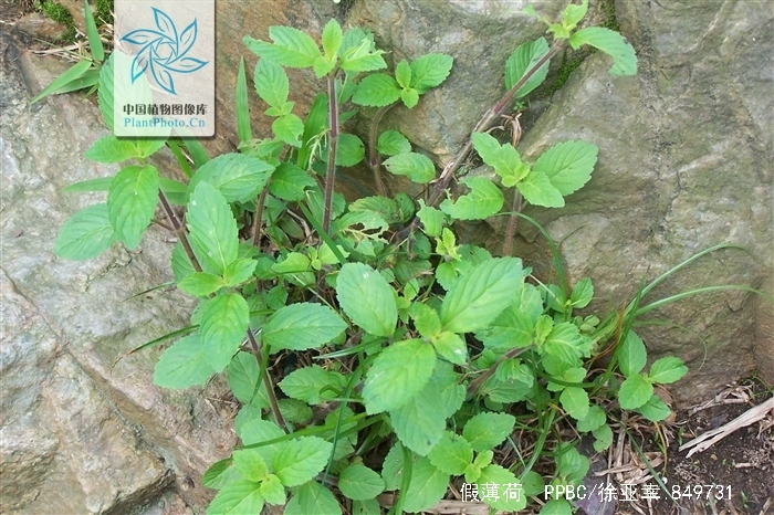  p>假薄荷(拉丁学名:mentha asiatica boriss.-bekrj.