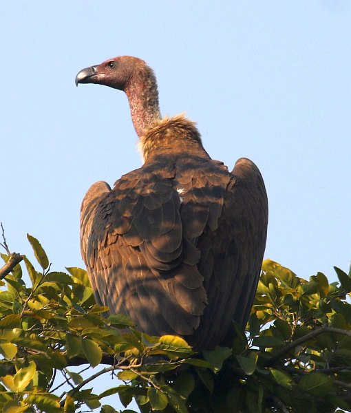  p>细嘴兀鹫(学名: i>gyps tenuirostris /i>):是鹰科,兀鹫属的鸟类.