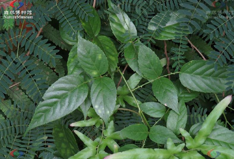  p>白花悬钩子(拉丁学名: b>rubus /b>  b>leucanthus /b> hance)是