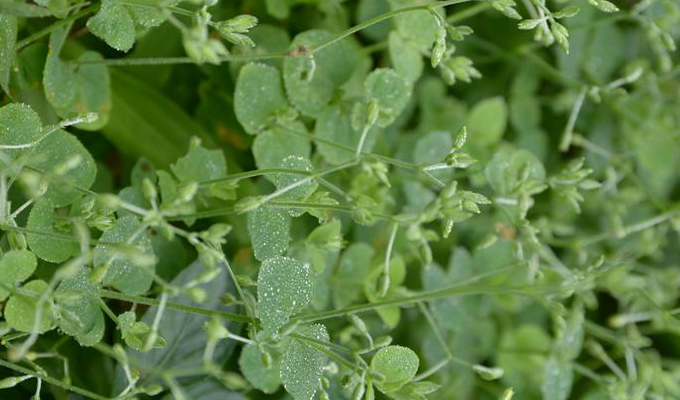  p>荷莲豆草(学名:drymaria diandra blume)是 a target="_blank"