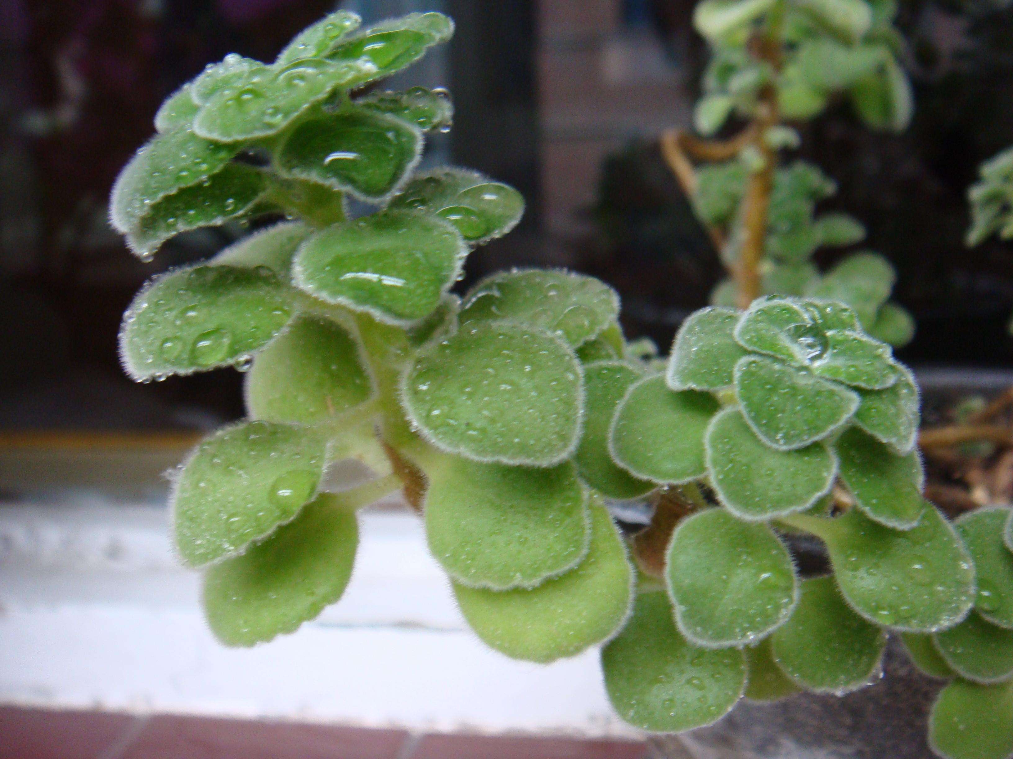  p>碰碰香也称绒毛香茶菜,是一种会散发淡淡清香的 a href="#" data