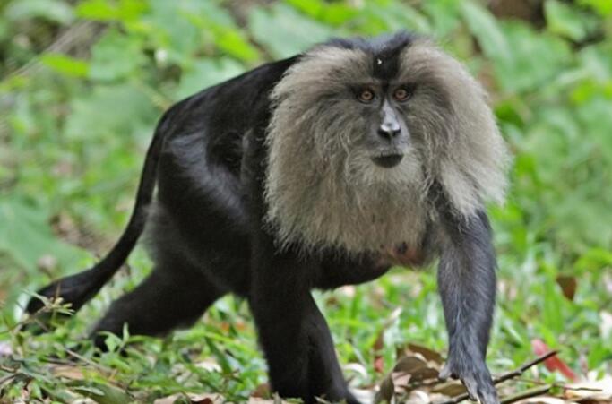  p>狮尾猴(学名: i>macaca slienus /i>,英文名:lion-tailed macaque)