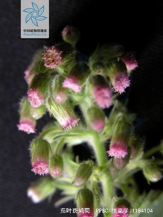  p>茄叶斑鸠菊(学名: i>vernonia solanifolia /i> benth.