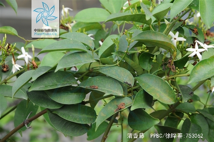  p>清香藤(拉丁文jasminum lanceolarium roxb),是木犀科, a href="#"