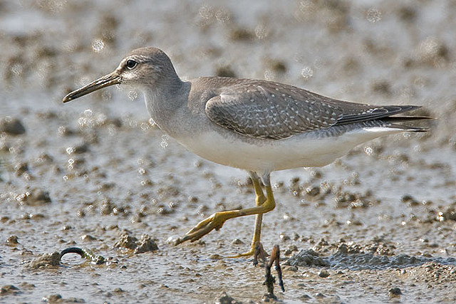 heteroscelus brevipes