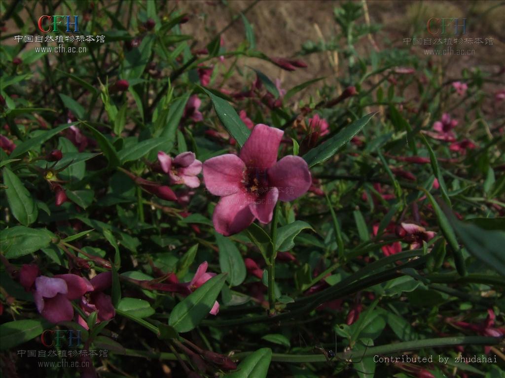 ="gnasb42qbq">酒瓶花, a target="_blank" href="/item/中药/295975"