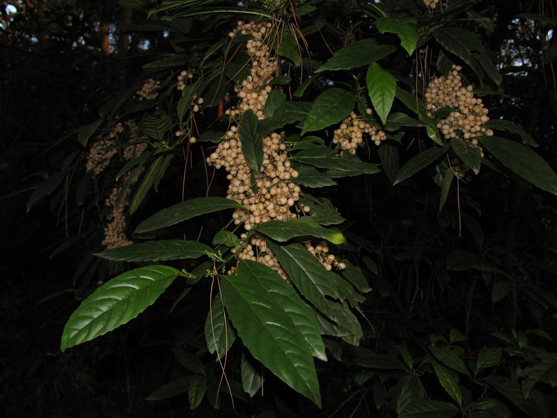 长叶紫珠